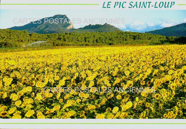 Cartes postales anciennes > CARTES POSTALES > carte postale ancienne > cartes-postales-ancienne.com Occitanie Herault Valflaunes