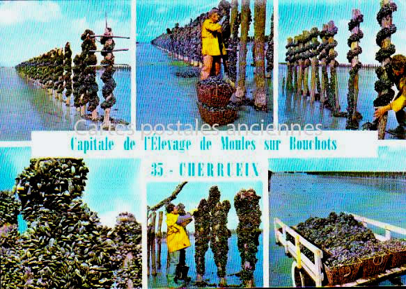 Cartes postales anciennes > CARTES POSTALES > carte postale ancienne > cartes-postales-ancienne.com Bretagne Ille et vilaine Cherrueix