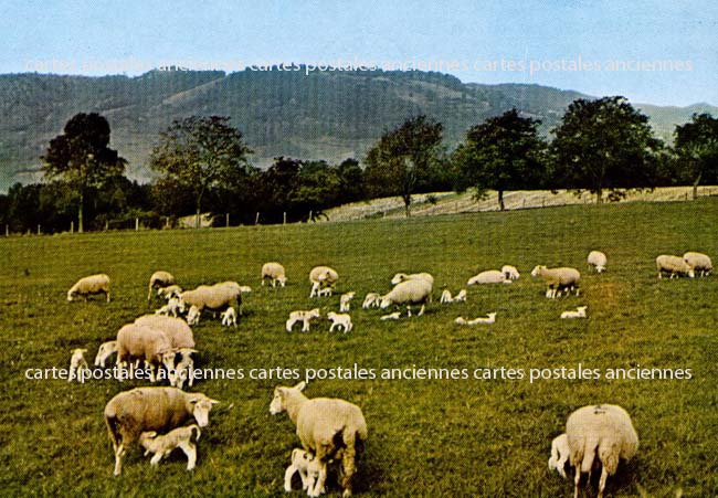 Cartes postales anciennes > CARTES POSTALES > carte postale ancienne > cartes-postales-ancienne.com Bourgogne franche comte Jura Chatel De Joux