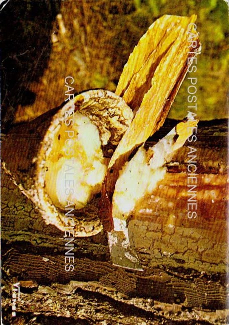 Cartes postales anciennes > CARTES POSTALES > carte postale ancienne > cartes-postales-ancienne.com Nouvelle aquitaine Landes Dax