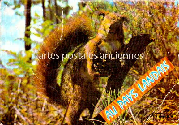 Cartes postales anciennes > CARTES POSTALES > carte postale ancienne > cartes-postales-ancienne.com Nouvelle aquitaine Landes Parentis En Born