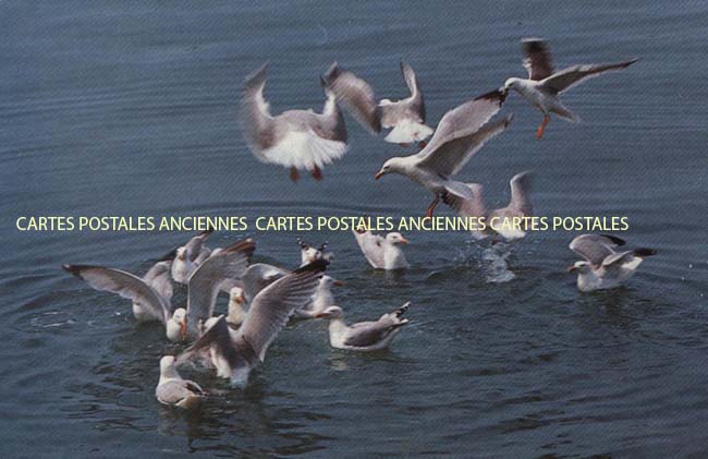 Cartes postales anciennes > CARTES POSTALES > carte postale ancienne > cartes-postales-ancienne.com Normandie Manche Granville