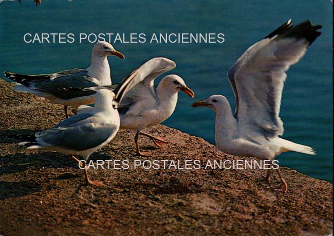 Cartes postales anciennes > CARTES POSTALES > carte postale ancienne > cartes-postales-ancienne.com Bretagne Morbihan Locmariaquer