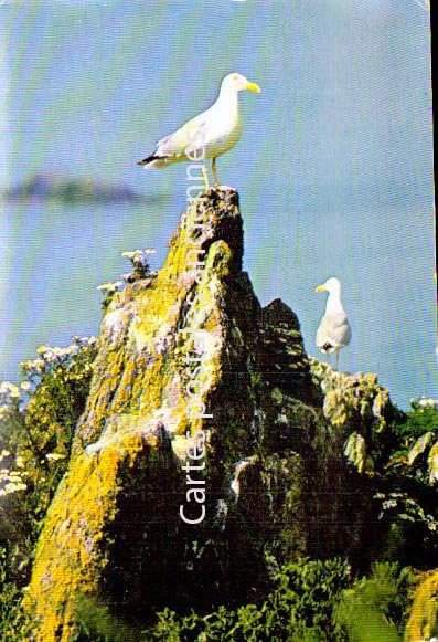 Cartes postales anciennes > CARTES POSTALES > carte postale ancienne > cartes-postales-ancienne.com Morbihan 56 La Trinite Sur Mer