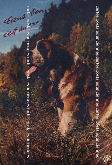 Cartes postales anciennes > CARTES POSTALES > carte postale ancienne > cartes-postales-ancienne.com Animaux Saint Nectaire