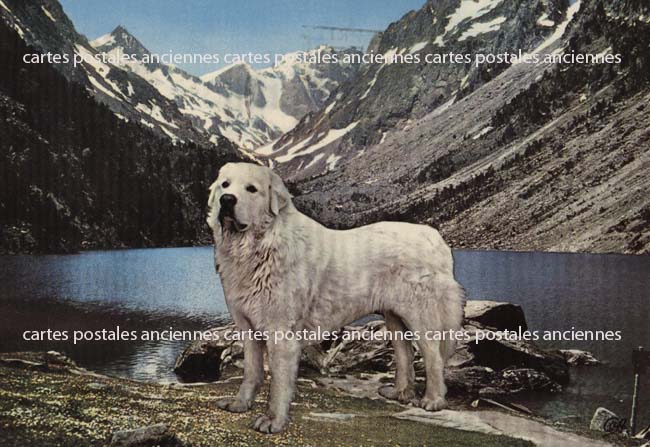 Cartes postales anciennes > CARTES POSTALES > carte postale ancienne > cartes-postales-ancienne.com Animaux Biarritz