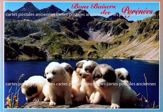 Cartes postales anciennes > CARTES POSTALES > carte postale ancienne > cartes-postales-ancienne.com Animaux Argeles Gazost