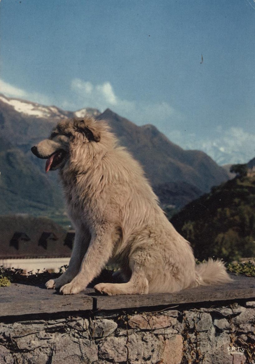 Cartes postales anciennes > CARTES POSTALES > carte postale ancienne > cartes-postales-ancienne.com Animaux Gavarnie