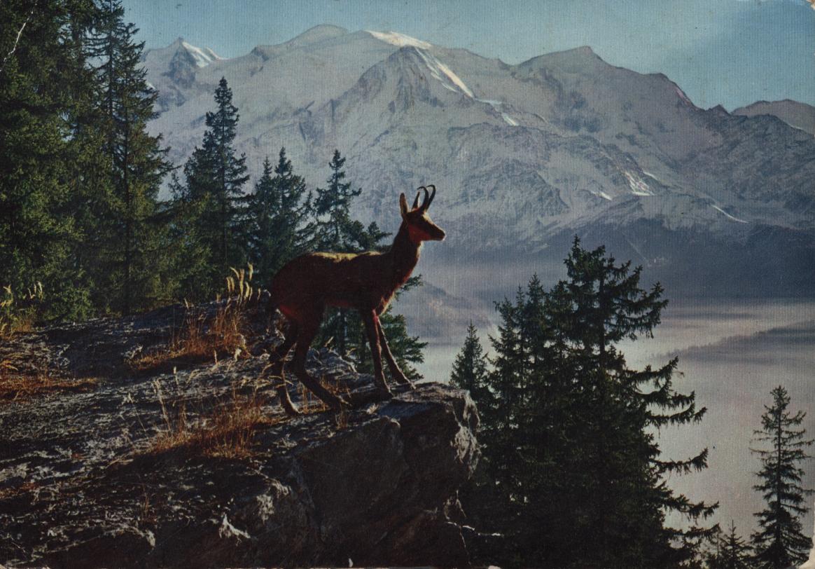 Cartes postales anciennes > CARTES POSTALES > carte postale ancienne > cartes-postales-ancienne.com Occitanie Hautes pyrenees Gavarnie