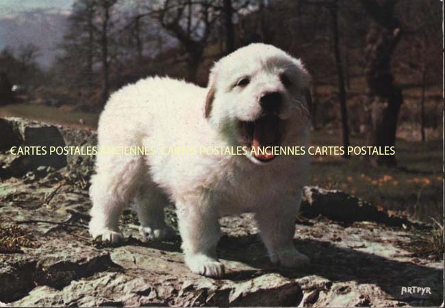 Cartes postales anciennes > CARTES POSTALES > carte postale ancienne > cartes-postales-ancienne.com Animaux Agos Vidalos