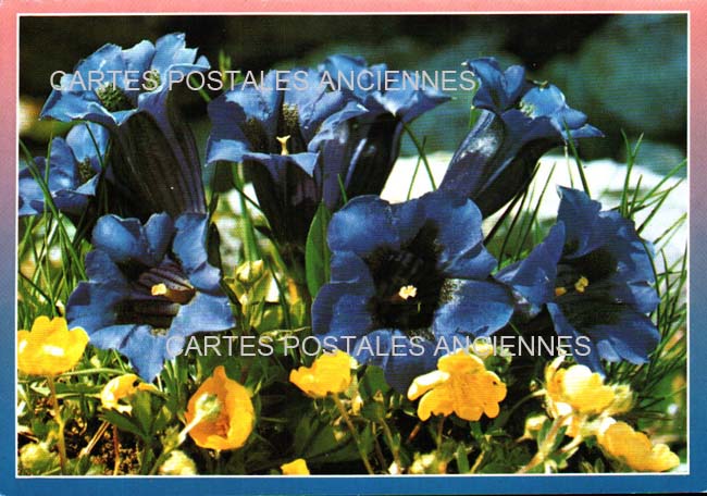 Cartes postales anciennes > CARTES POSTALES > carte postale ancienne > cartes-postales-ancienne.com Occitanie Hautes pyrenees Cauterets