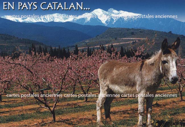 Cartes postales anciennes > CARTES POSTALES > carte postale ancienne > cartes-postales-ancienne.com Occitanie Pyrenees orientales Banyuls Sur Mer