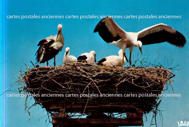 Cartes postales anciennes > CARTES POSTALES > carte postale ancienne > cartes-postales-ancienne.com Bas rhin 67 Muttersholtz