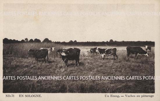 Cartes postales anciennes > CARTES POSTALES > carte postale ancienne > cartes-postales-ancienne.com Centre val de loire  Loir et cher Pruniers En Sologne