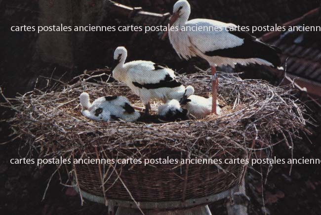 Cartes postales anciennes > CARTES POSTALES > carte postale ancienne > cartes-postales-ancienne.com Bas rhin 67 Kaltenhouse