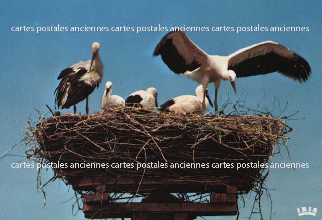 Cartes postales anciennes > CARTES POSTALES > carte postale ancienne > cartes-postales-ancienne.com Bas rhin 67 Muttersholtz