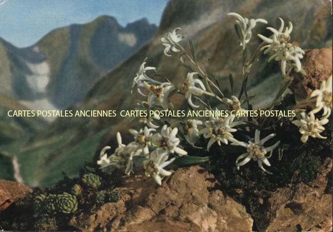 Cartes postales anciennes > CARTES POSTALES > carte postale ancienne > cartes-postales-ancienne.com Provence alpes cote d'azur Hautes alpes La Grave