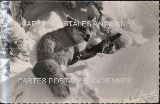 Cartes postales anciennes > CARTES POSTALES > carte postale ancienne > cartes-postales-ancienne.com Auvergne rhone alpes Savoie Courchevel