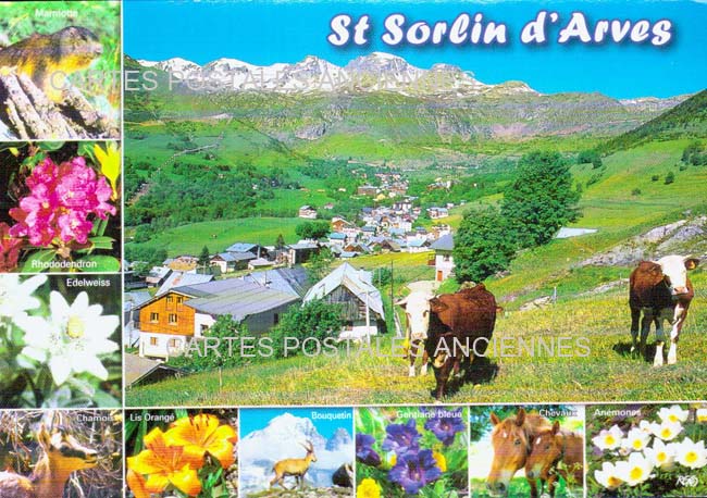 Cartes postales anciennes > CARTES POSTALES > carte postale ancienne > cartes-postales-ancienne.com Auvergne rhone alpes Savoie Saint Sorlin D Arves