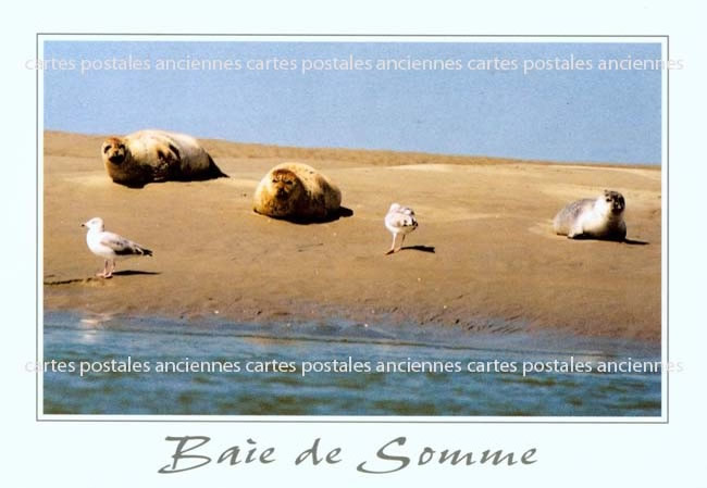 Cartes postales anciennes > CARTES POSTALES > carte postale ancienne > cartes-postales-ancienne.com Hauts de france Somme Le Crotoy