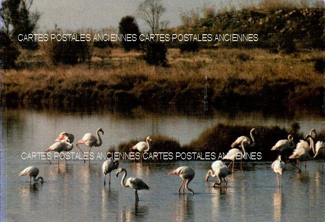 Cartes postales anciennes > CARTES POSTALES > carte postale ancienne > cartes-postales-ancienne.com Provence alpes cote d'azur Hyeres