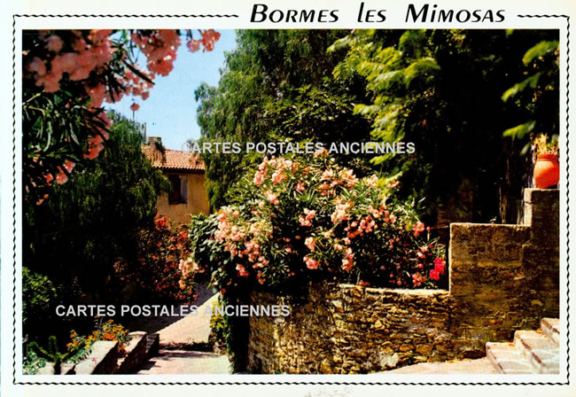 Cartes postales anciennes > CARTES POSTALES > carte postale ancienne > cartes-postales-ancienne.com Provence alpes cote d'azur Var Bormes Les Mimosas