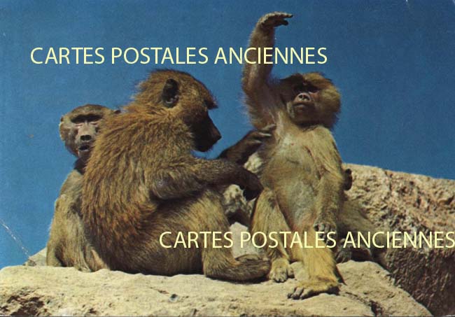Cartes postales anciennes > CARTES POSTALES > carte postale ancienne > cartes-postales-ancienne.com Provence alpes cote d'azur Frejus
