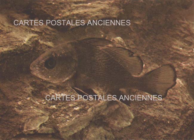 Cartes postales anciennes > CARTES POSTALES > carte postale ancienne > cartes-postales-ancienne.com Provence alpes cote d'azur Var Six Fours Les Plages