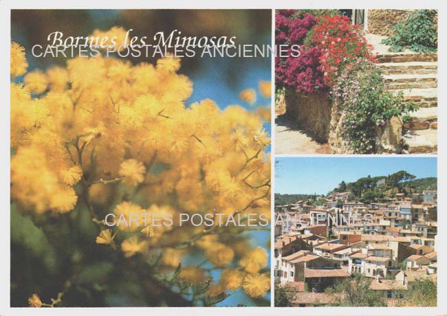 Cartes postales anciennes > CARTES POSTALES > carte postale ancienne > cartes-postales-ancienne.com Provence alpes cote d'azur Var Bormes Les Mimosas