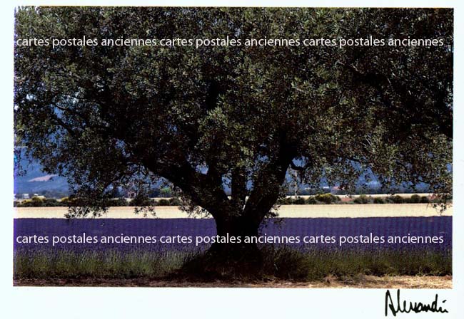 Cartes postales anciennes > CARTES POSTALES > carte postale ancienne > cartes-postales-ancienne.com Provence alpes cote d'azur Avignon