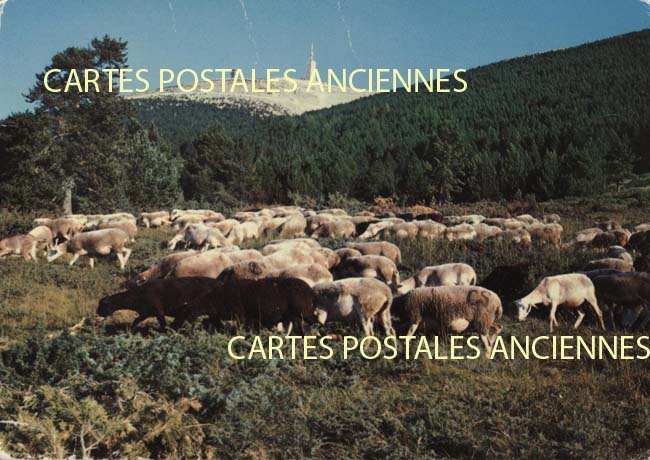 Cartes postales anciennes > CARTES POSTALES > carte postale ancienne > cartes-postales-ancienne.com Provence alpes cote d'azur Beaumont Du Ventoux