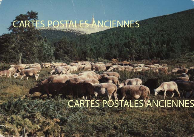 Cartes postales anciennes > CARTES POSTALES > carte postale ancienne > cartes-postales-ancienne.com Provence alpes cote d'azur Vaucluse Beaumont Du Ventoux