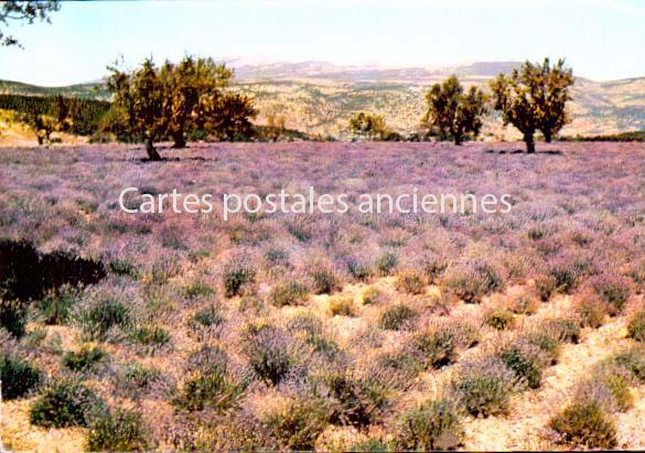 Cartes postales anciennes > CARTES POSTALES > carte postale ancienne > cartes-postales-ancienne.com Provence alpes cote d'azur Vaucluse Vaison La Romaine