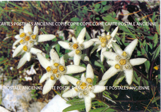 Cartes postales anciennes > CARTES POSTALES > carte postale ancienne > cartes-postales-ancienne.com Union europeenne Allemagne