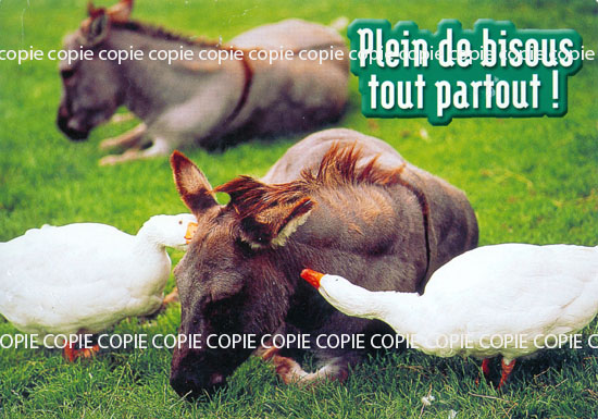 Cartes postales anciennes > CARTES POSTALES > carte postale ancienne > cartes-postales-ancienne.com Animaux