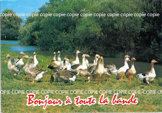 Cartes postales anciennes > CARTES POSTALES > carte postale ancienne > cartes-postales-ancienne.com Animaux