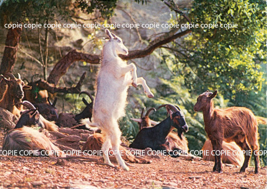 Cartes postales anciennes > CARTES POSTALES > carte postale ancienne > cartes-postales-ancienne.com Animaux