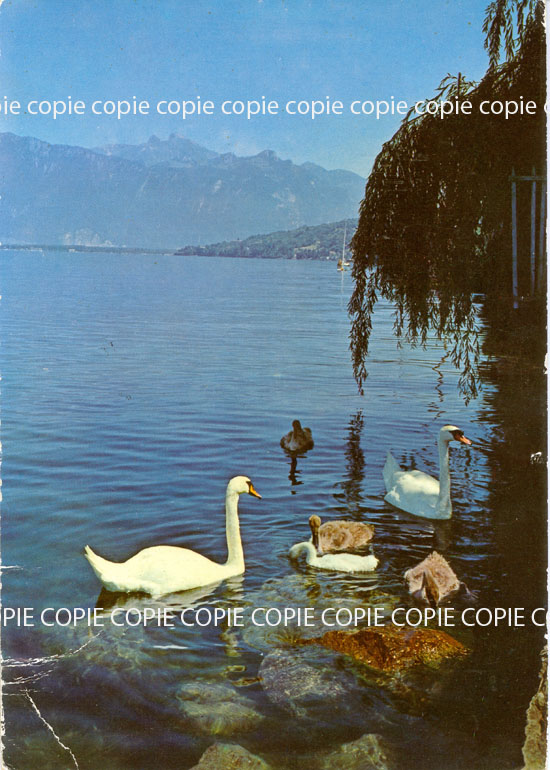 Cartes postales anciennes > CARTES POSTALES > carte postale ancienne > cartes-postales-ancienne.com Animaux