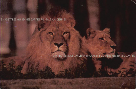 Cartes postales anciennes > CARTES POSTALES > carte postale ancienne > cartes-postales-ancienne.com Animaux Die