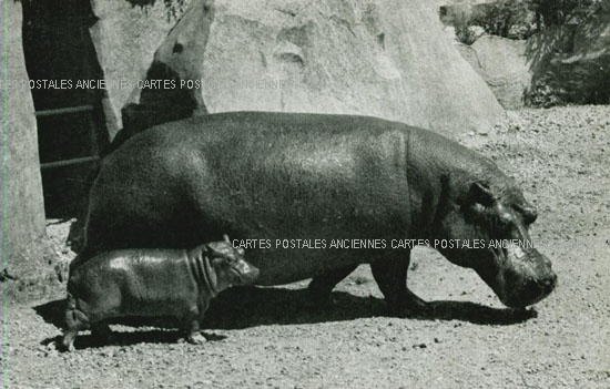 Cartes postales anciennes > CARTES POSTALES > carte postale ancienne > cartes-postales-ancienne.com Animaux