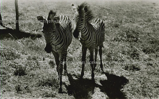 Cartes postales anciennes > CARTES POSTALES > carte postale ancienne > cartes-postales-ancienne.com Animaux