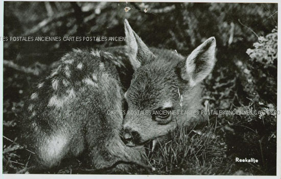 Cartes postales anciennes > CARTES POSTALES > carte postale ancienne > cartes-postales-ancienne.com Animaux