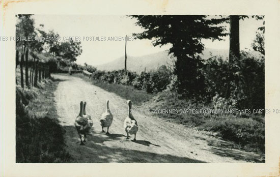 Cartes postales anciennes > CARTES POSTALES > carte postale ancienne > cartes-postales-ancienne.com Animaux