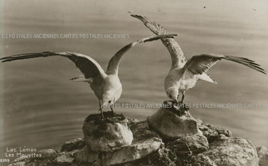 Cartes postales anciennes > CARTES POSTALES > carte postale ancienne > cartes-postales-ancienne.com Animaux
