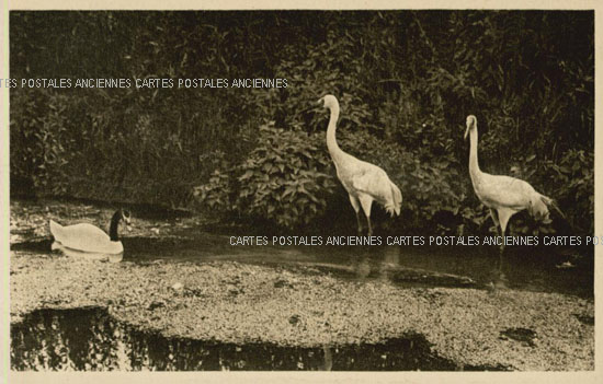 Cartes postales anciennes > CARTES POSTALES > carte postale ancienne > cartes-postales-ancienne.com Animaux