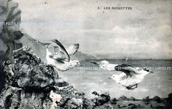 Cartes postales anciennes > CARTES POSTALES > carte postale ancienne > cartes-postales-ancienne.com Animaux Cleres