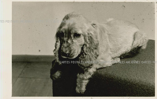 Cartes postales anciennes > CARTES POSTALES > carte postale ancienne > cartes-postales-ancienne.com Animaux Cleres