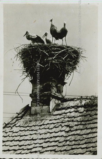 Cartes postales anciennes > CARTES POSTALES > carte postale ancienne > cartes-postales-ancienne.com Animaux Cleres