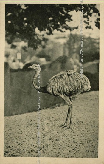 Cartes postales anciennes > CARTES POSTALES > carte postale ancienne > cartes-postales-ancienne.com Animaux