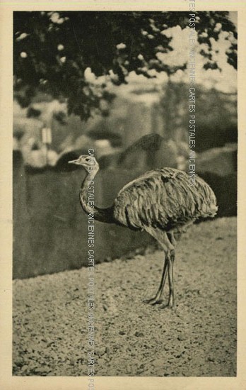 Cartes postales anciennes > CARTES POSTALES > carte postale ancienne > cartes-postales-ancienne.com Animaux Canard cygne autruche cigogne